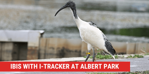 Bin Chickens, Botulism and tracker tech