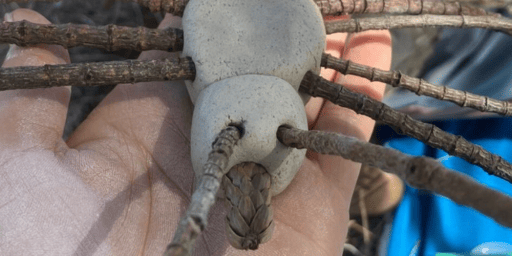 Bugs and Clay Creatures Nature Play